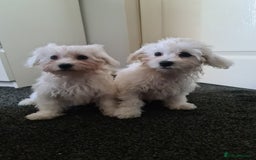 Bichon Frise dogs for sale: 2 Fluffy Bichon Frise puppies looking for a home! - Image 1