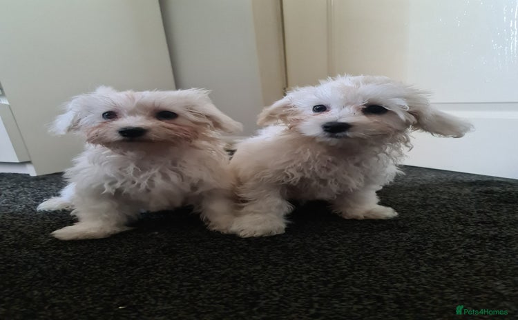 Bichon Frise dogs - Advert 2