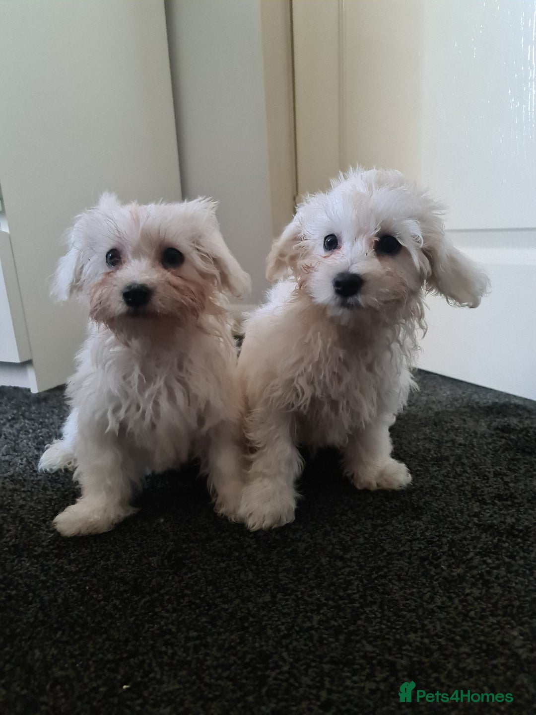 Bichon Frise dogs for sale: 2 Fluffy Bichon Frise puppies looking for a home! - Image 1