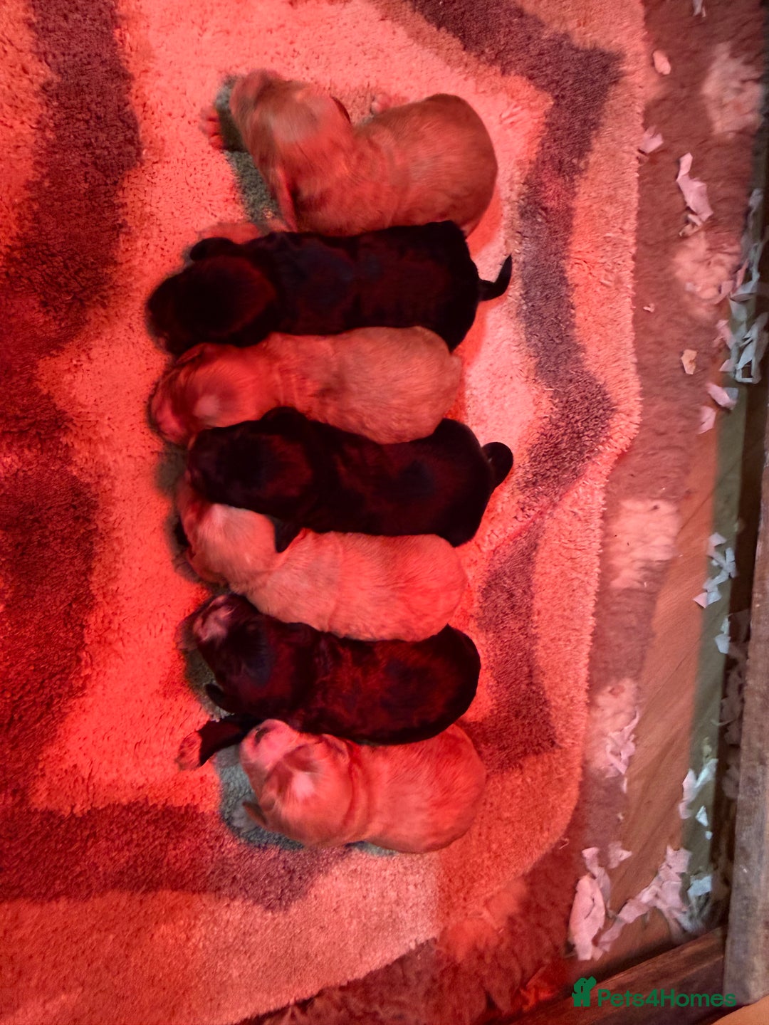 Cockapoo dogs for sale: F1 mini cockapoos health tested parents  - Advert 18