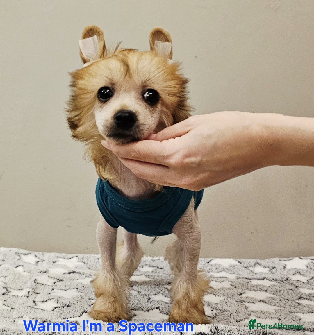 Chinese Crested dogs for sale: Powder puff boy £950, hl boy £1800 - Image 10