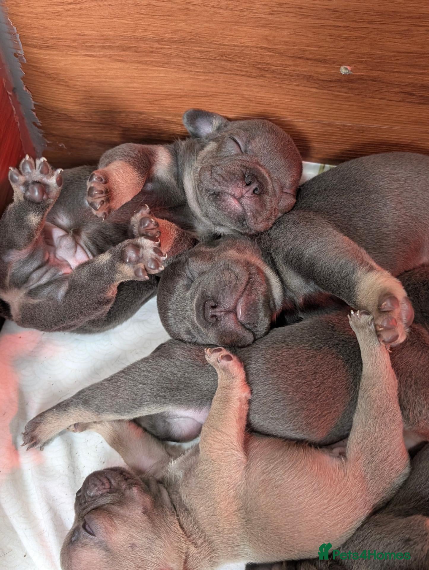 French Bulldog dogs French bulldog puppies looking for new homes  - Advert 1
