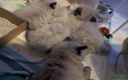 Ragdoll cats for sale: Adorable Ragdoll Kittens Looking for Homes❤️! - Image 8
