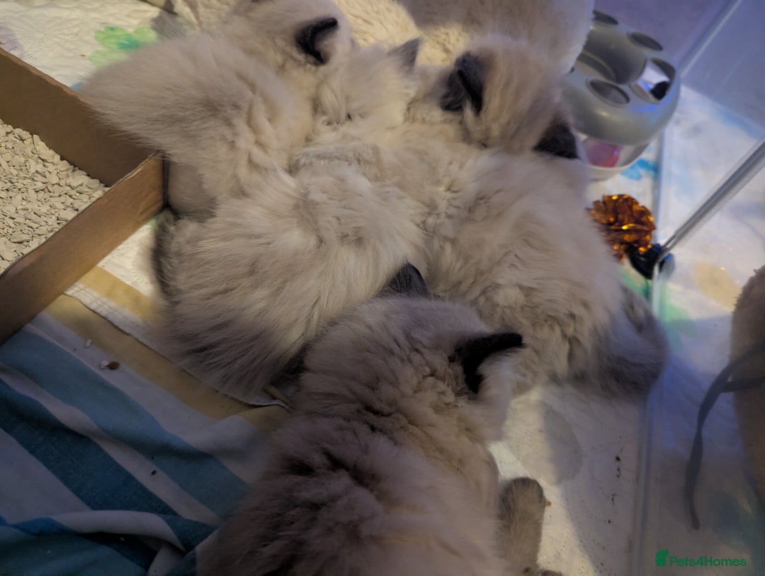 Ragdoll cats for sale: Adorable Ragdoll Kittens Looking for Homes❤️! - Image 8