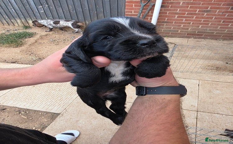 Cocker Spaniel dogs - Advert 3