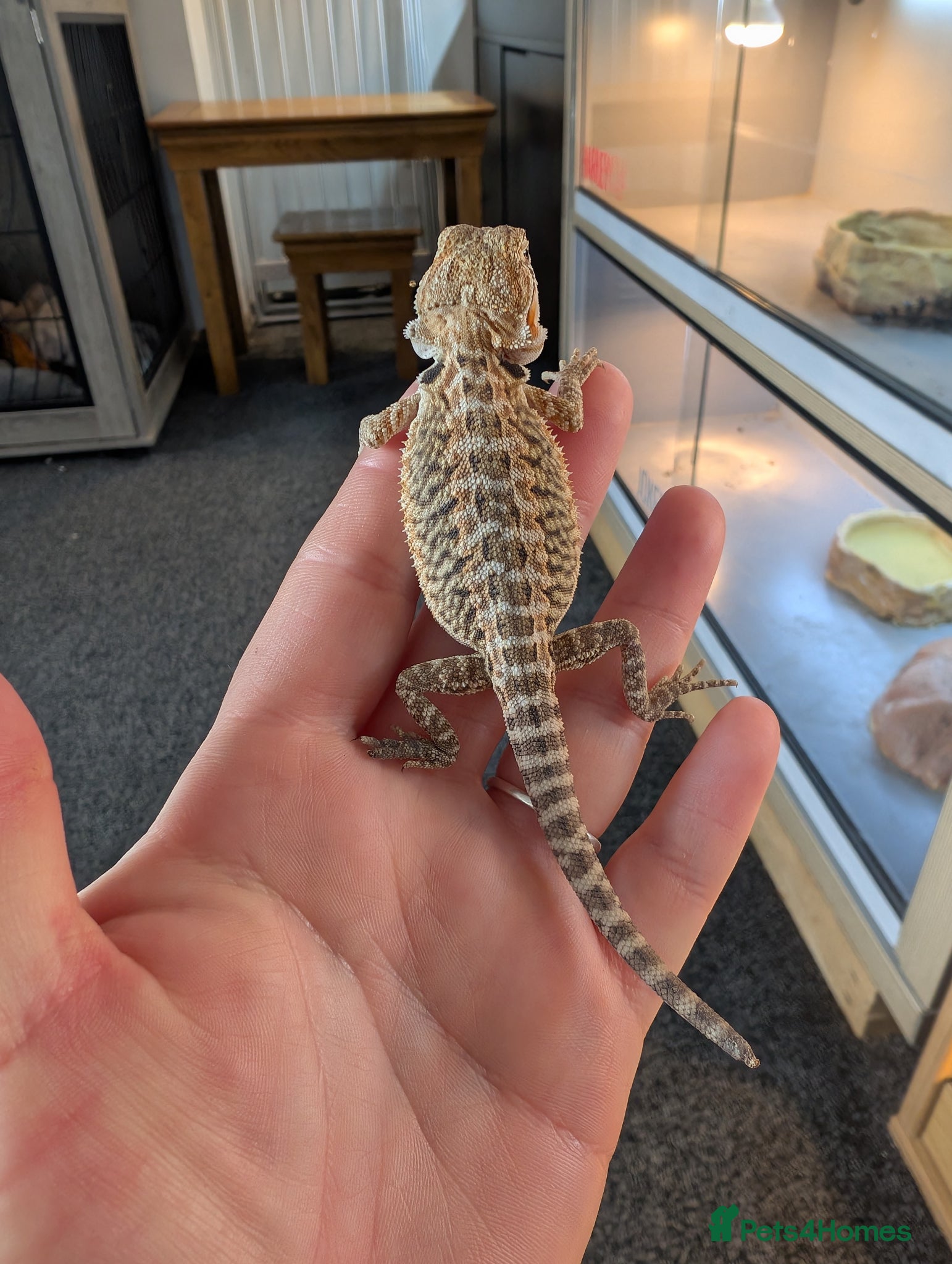 Bearded Dragon reptiles Baby bearded dragons  - Advert 2