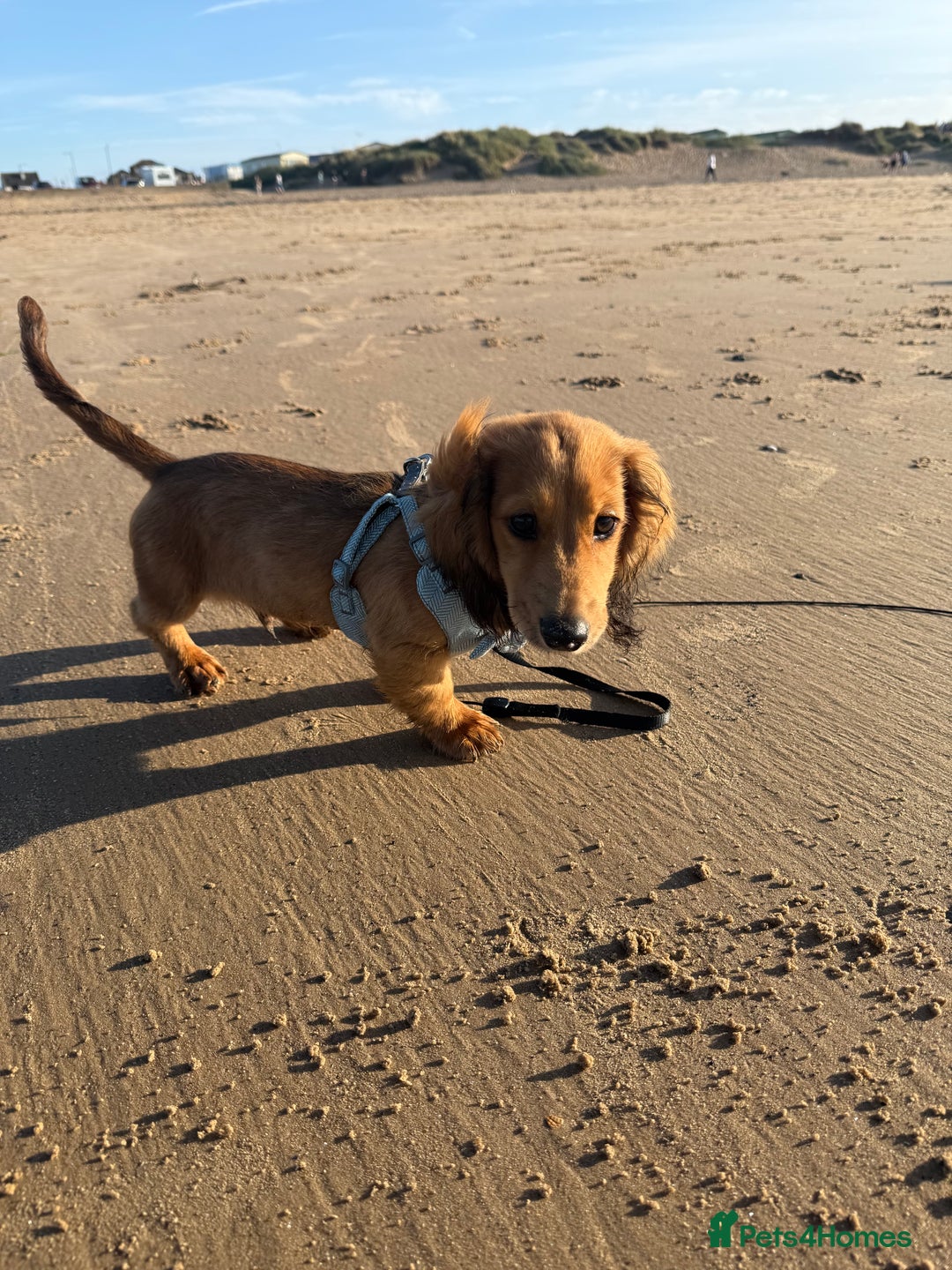 Dachshund dogs for sale: Miniature long haired dachshund  - Image 7