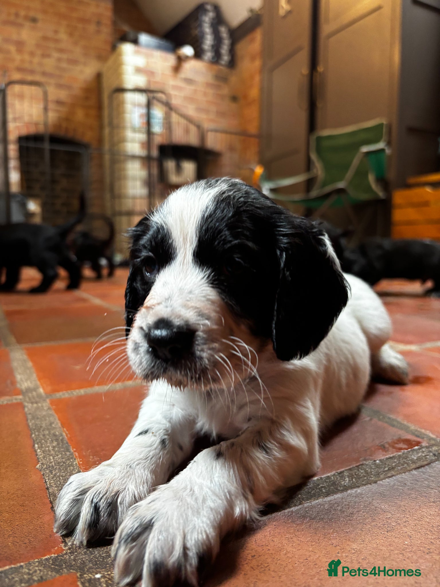 Cocker Spaniel dogs One Gorgeous KC Reg Working Cocker Spaniel Puppy! - Advert 1