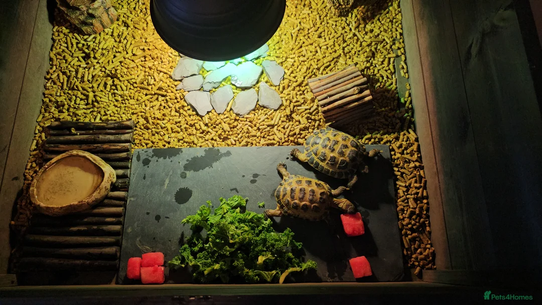 Tortoise reptiles for sale: 2 Horsfield Tortoises  - Advert 1
