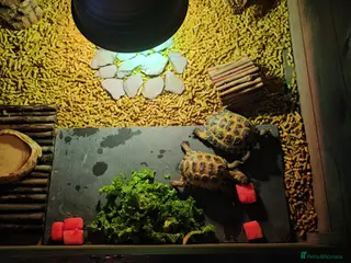 Tortoise reptiles 2 Horsfield Tortoises - Advert 1
