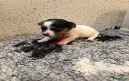 Jack Russell dogs for sale: Jack Russell puppies  - Image 12