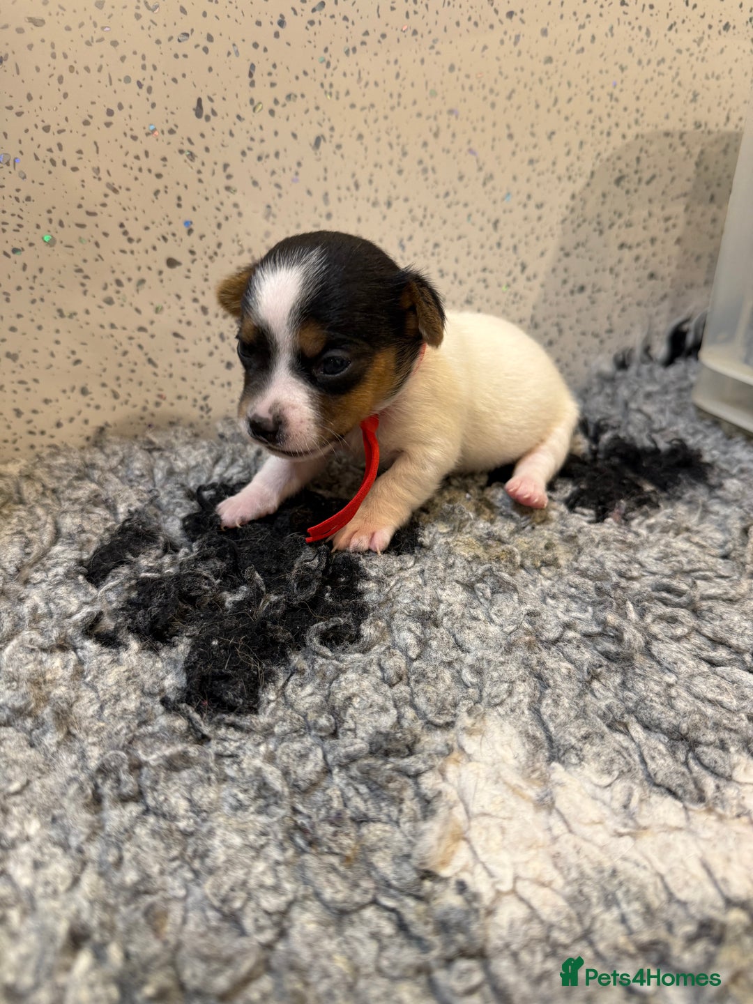Jack Russell dogs for sale: Jack Russell puppies  - Image 12