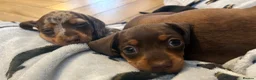 Miniature Dachshund dogs for sale: Miniature Dachshund. X1 Choc and tan available  - Advert 5