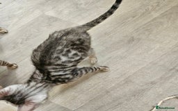 Bengal cats for sale: 2 stunning unique snow bengal kittens left  - Image 12
