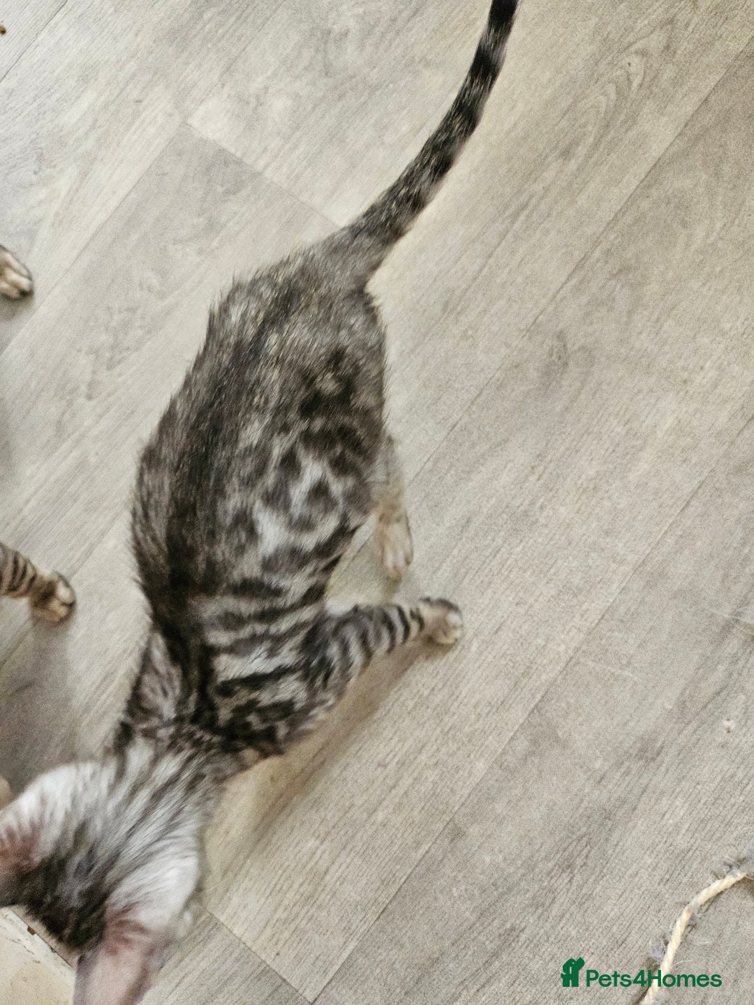 Bengal cats for sale: 2 stunning unique snow bengal kittens left  - Image 12