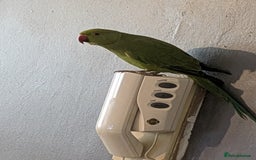 Ringnecks birds for sale: Indian ringneck - Image 3