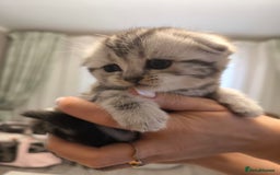 Scottish Fold cats for sale: Silver Tabby Scottish Fold Kittens: Rare&Stunning - Image 10