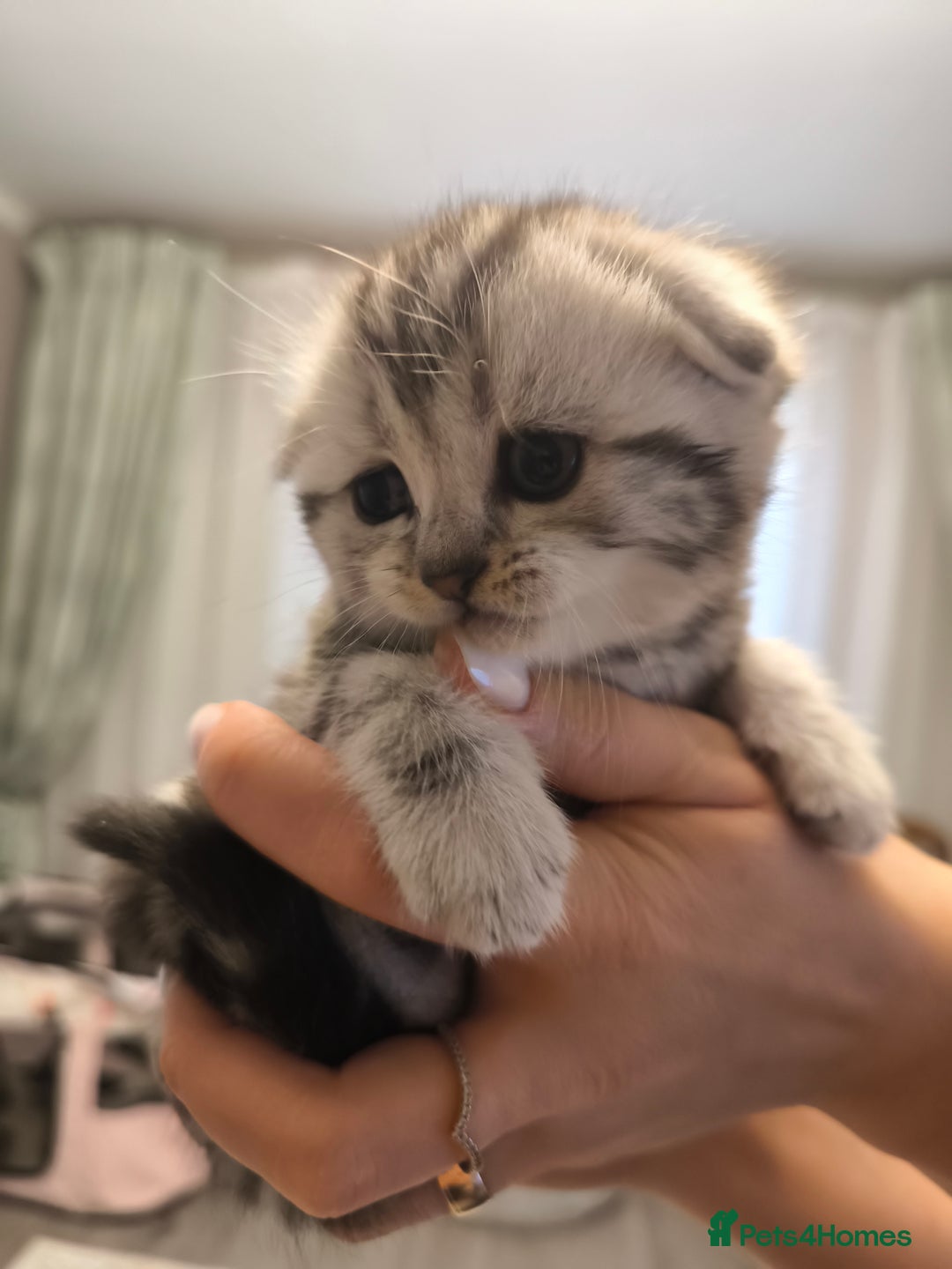 Scottish Fold cats for sale: Silver Tabby Scottish Fold Kittens: Rare&Stunning - Image 10