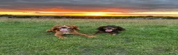Cocker Spaniel dogs for stud: Working Cocker Spaniel at Stud (Proven) in Wolverhampton - Advert 13