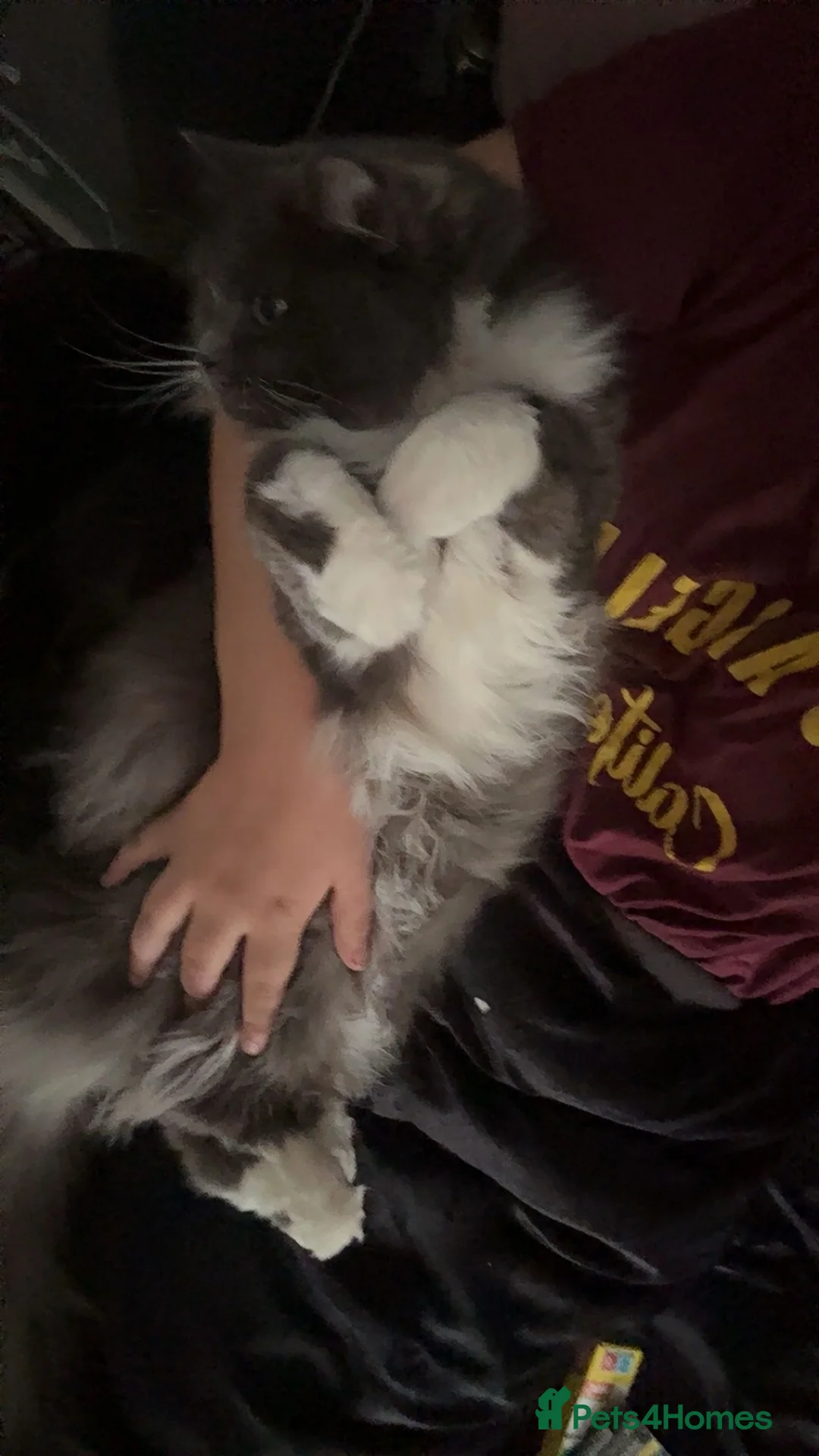Mixed Breed cats for sale: 3 year old ragdoll cross  in Bournemouth - Advert 3
