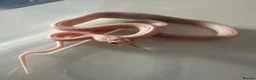 Corn Snake reptiles for sale: Baby corn snake  in Hengoed - Advert 2