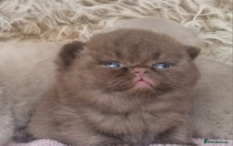 British Shorthair cats for sale: Tica registered British Shorthair kittens Champion - Image 30