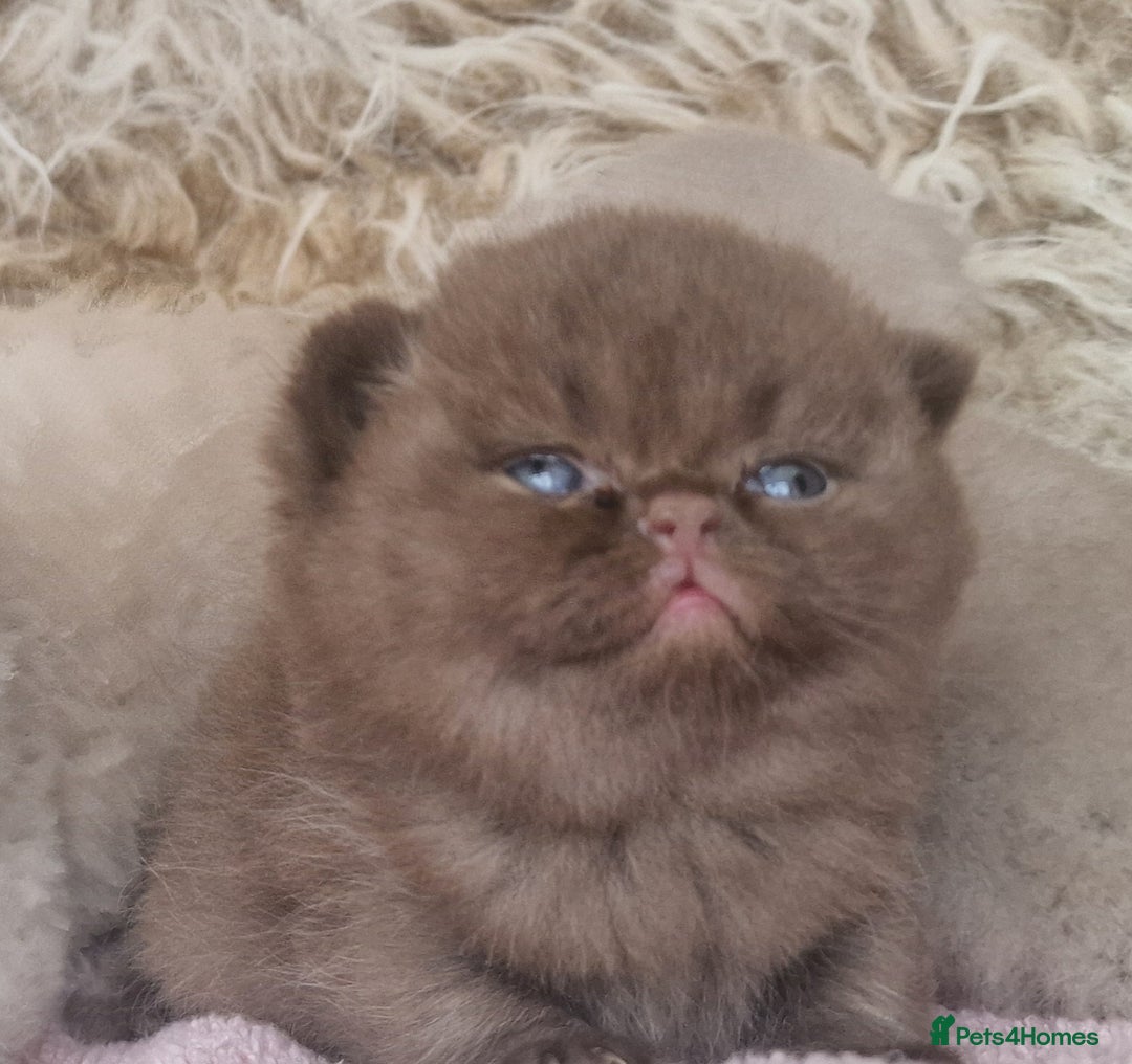 British Shorthair cats for sale: Tica registered British Shorthair kittens Champion - Image 30