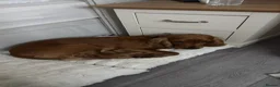 Cocker Spaniel dogs for sale: Male cocker spaniel  in London - Advert 3