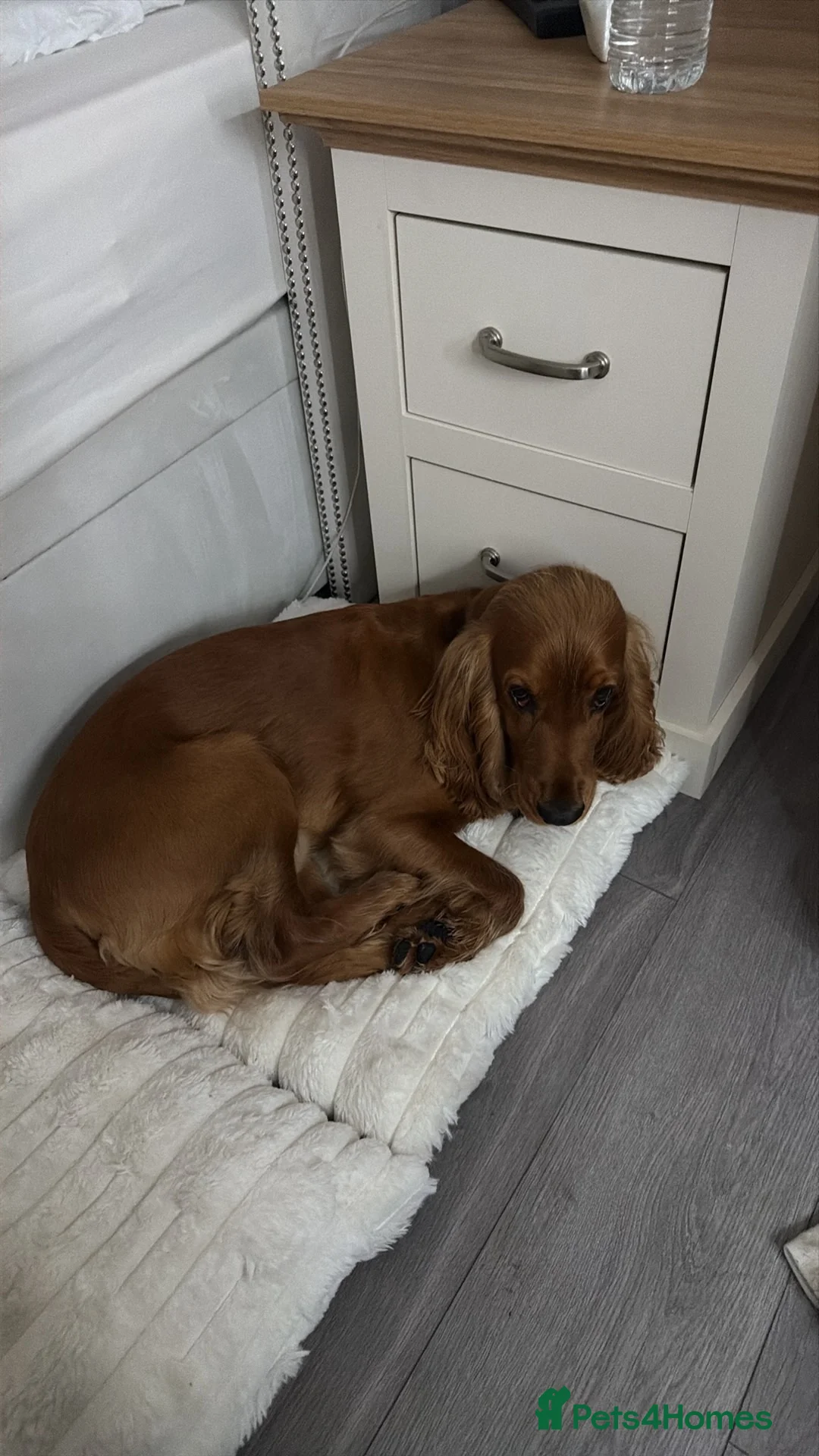 Cocker Spaniel dogs for sale: Male cocker spaniel  in London - Advert 3