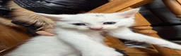 Mixed Breed cats for sale: Mix maincoon kittens - Advert 22