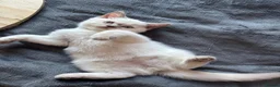 Scottish Fold cats for sale: Scottish fold and straight kittens - Advert 2