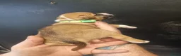 Staffordshire Bull Terrier dogs for sale: Staffy puppies for sale ready early july - Advert 17