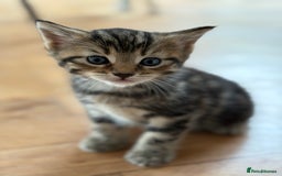 Maine Coon cats for sale: 1/2 Maine Coon kittens - Cardiff - Image 5