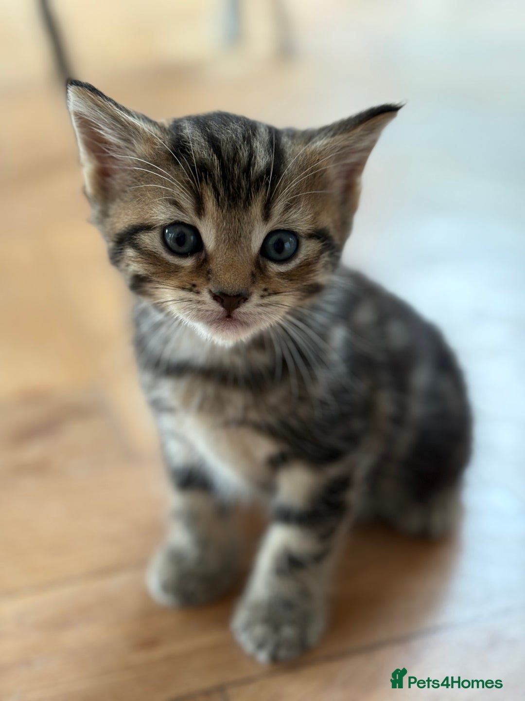 Maine Coon cats for sale: 1/2 Maine Coon kittens - Cardiff - Image 5