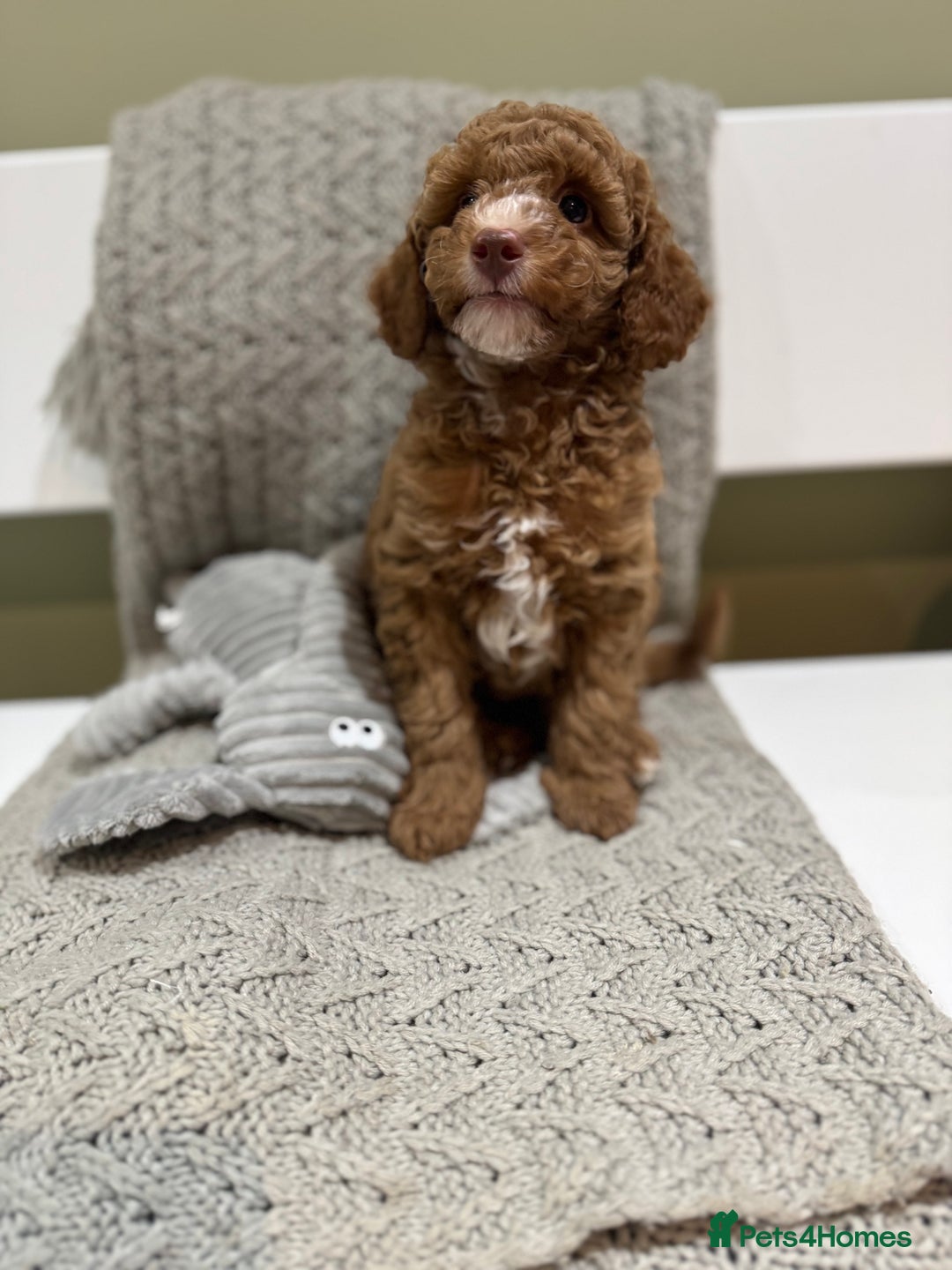 Cavapoochon dogs for sale: Stunning red boy  - Advert 7