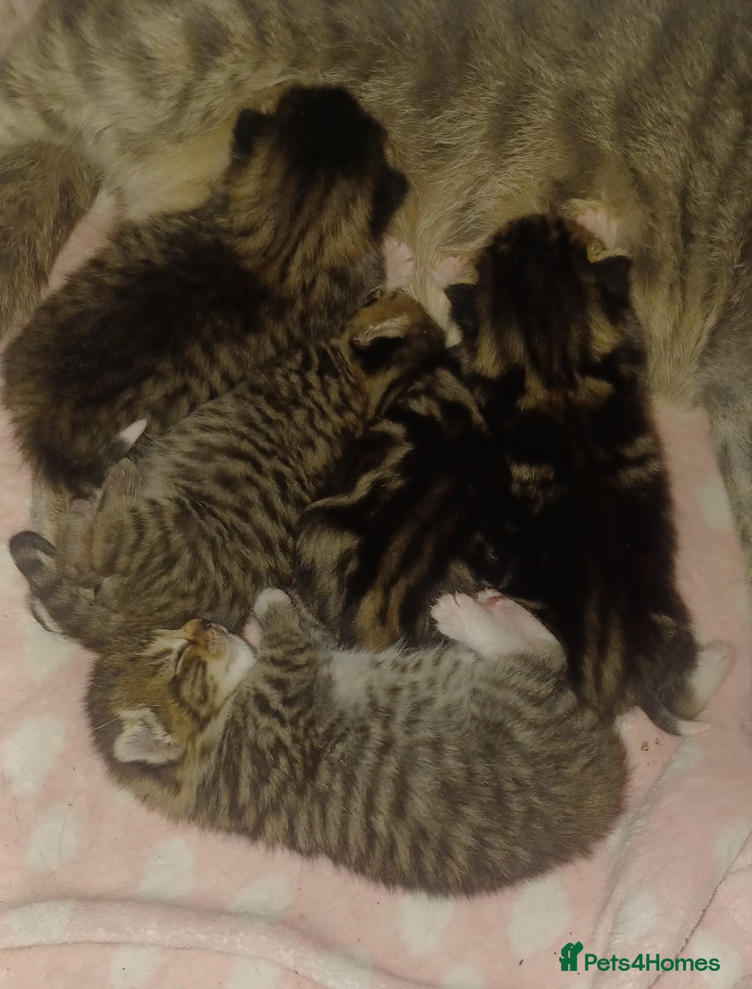 Bengal cats for sale: Gorgeous litter of half bengal babies - Advert 3