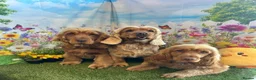 Cocker Spaniel dogs for sale: Top Quality Show cocker pups - Advert 21