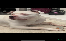 American Bulldog dogs for sale: American bulldog scott puppys - Image 4