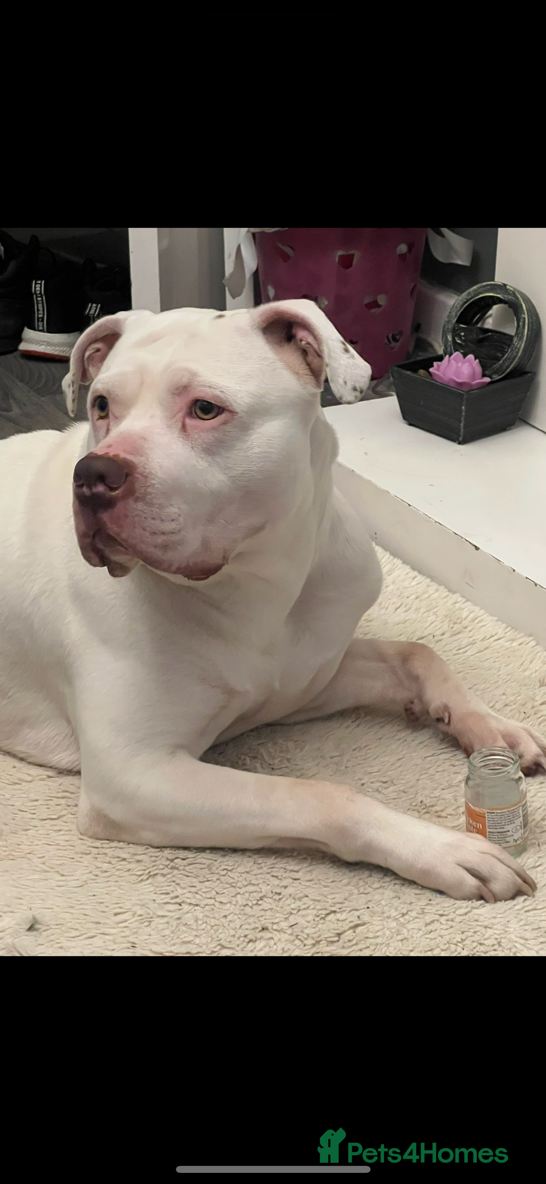 American Bulldog dogs for sale: American bulldog scott puppys - Image 4