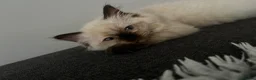 Ragdoll cats for sale: 3 Ragdoll kittens for sale - Advert 2