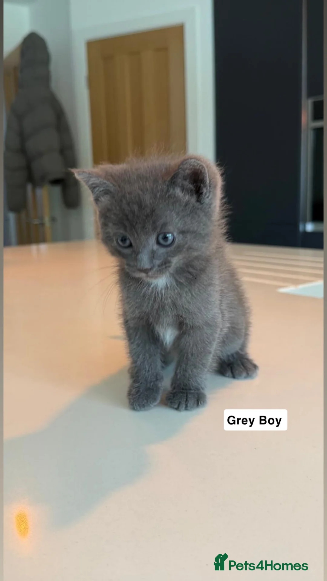 Mixed Breed cats for sale: Ragdoll X Burmilla  in Bury - Advert 1