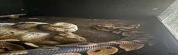 Python Snake reptiles for sale: Proven Breeding Pair Pastel Royal Pythons - Advert 2