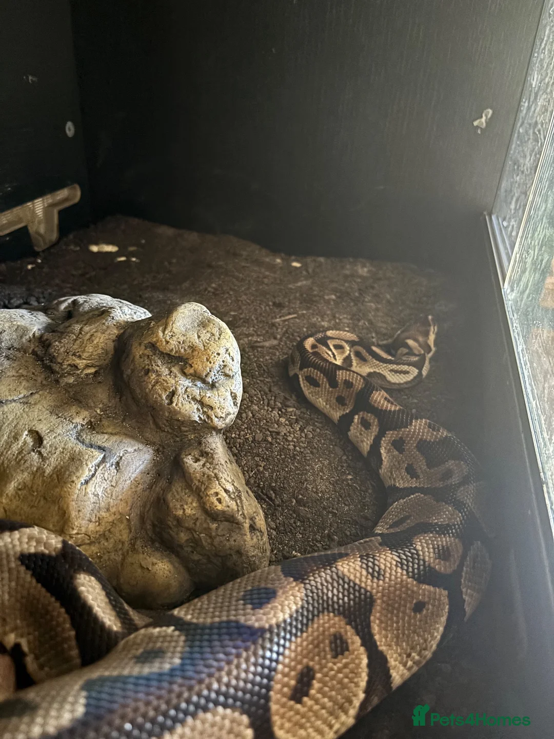 Python Snake reptiles for sale: Proven Breeding Pair Pastel Royal Pythons - Advert 2