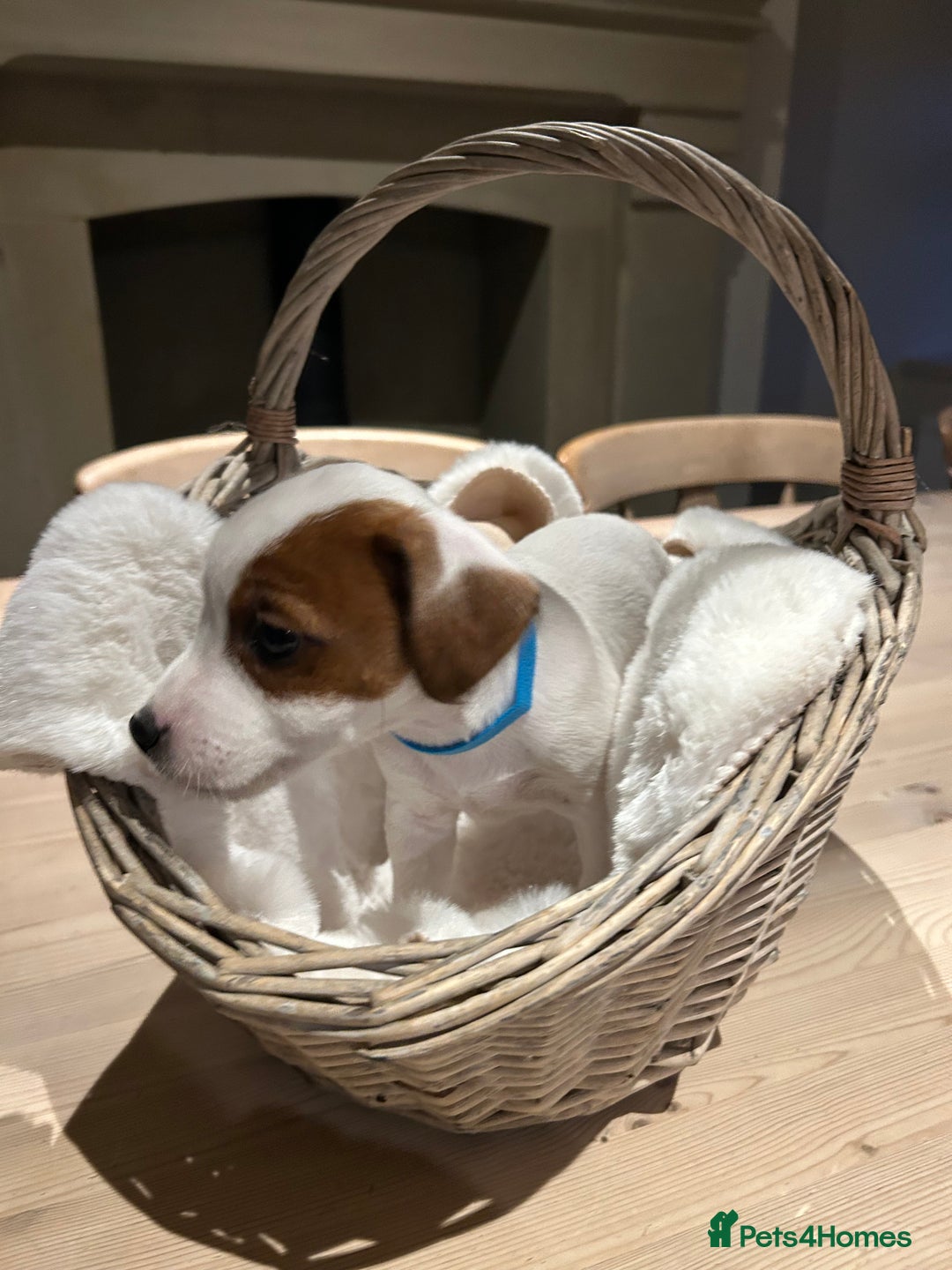 Mixed Breed dogs for sale: Parson / Jack Russell puppies - Advert 7