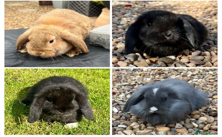 Mini Lop rabbits - Advert 14