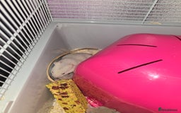 Hamster rodents for sale: Baby syrian hamsters  - Image 6