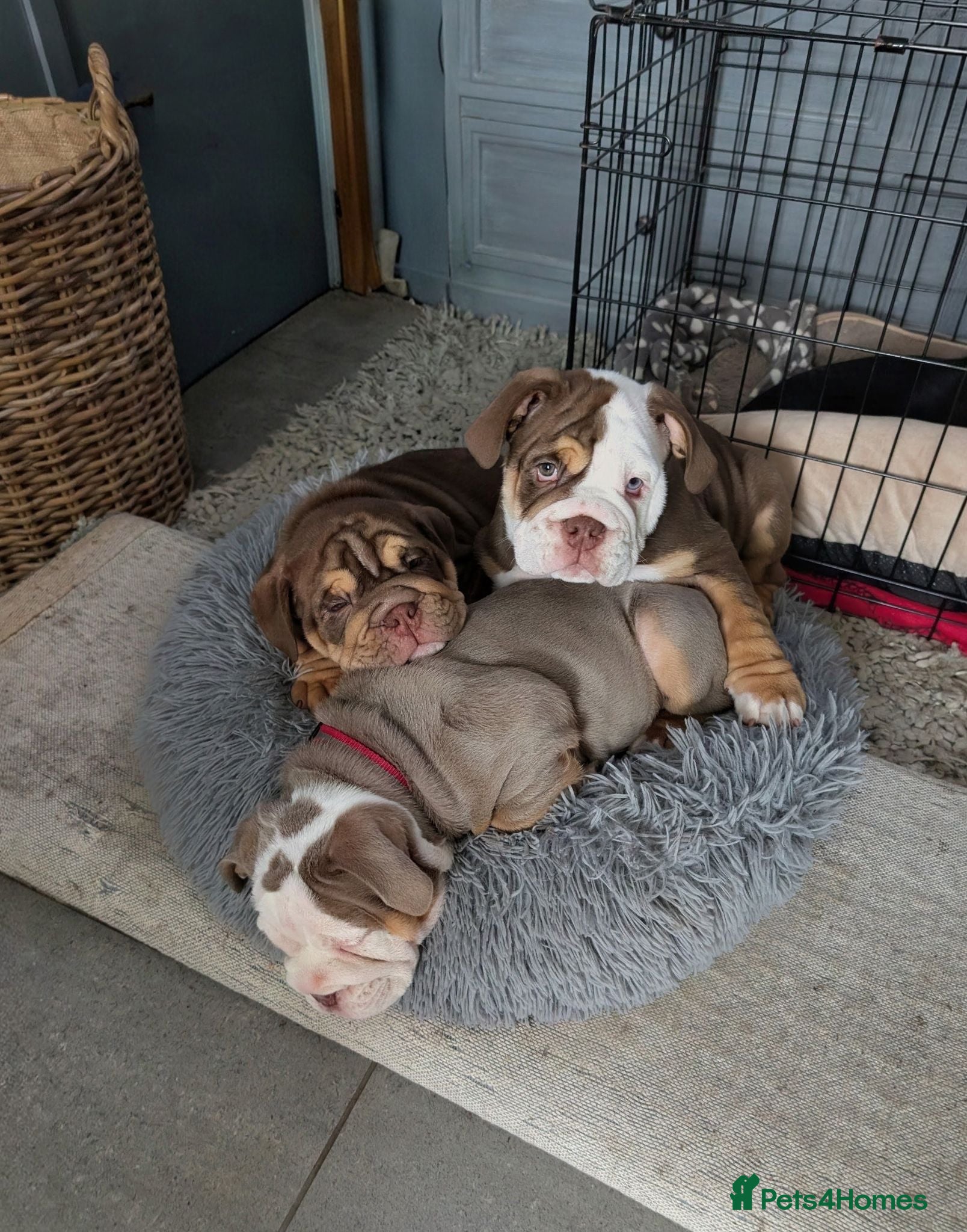 Mixed Breed dogs New English bulldog  - Advert 8