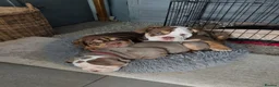 Mixed Breed dogs for sale: New English bulldog  - Advert 1