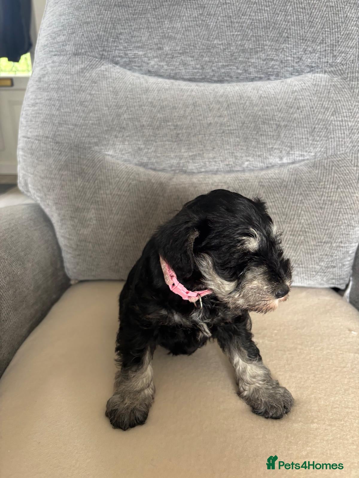 Miniature Schnauzer dogs for sale: Beautiful Miniature Schnauzers  - Advert 14