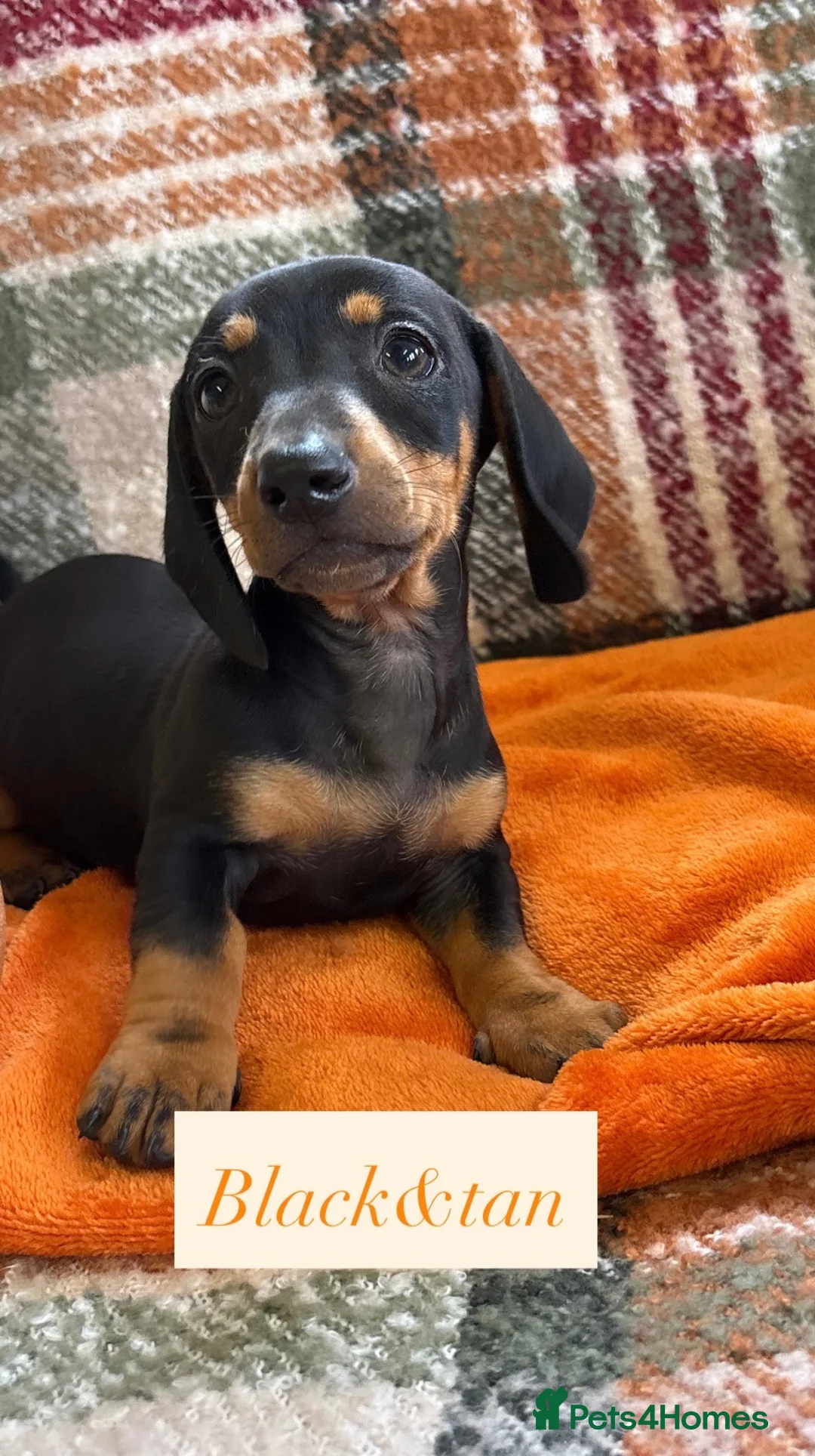 Dachshund dogs for sale: 5 beautiful dachshund girls  - Advert 28
